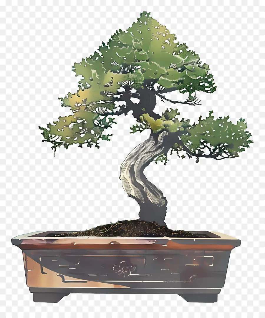 бонсай дерево，Скручивающий багажник PNG