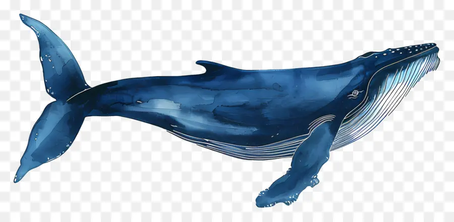Синий Кит，морская жизнь PNG