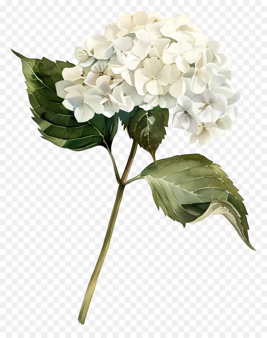 белый Гортензия，белый цветок PNG