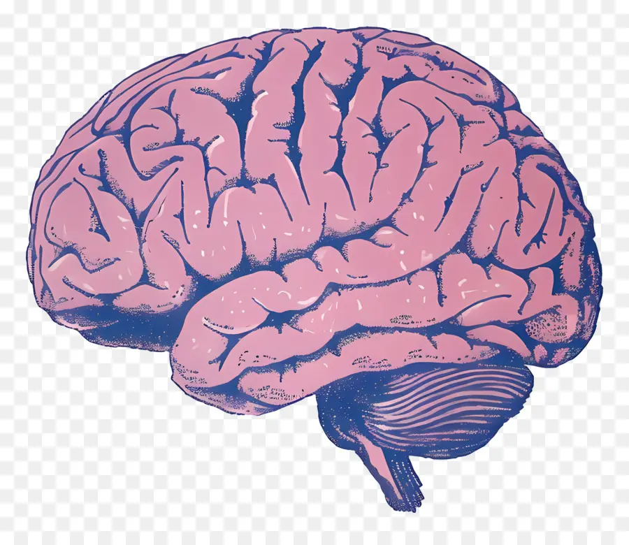 мозг，Человеческий мозг PNG