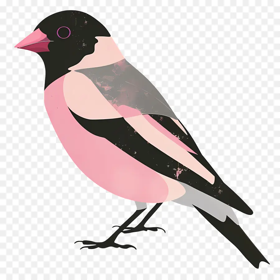 Птица，розовая и черная птица PNG