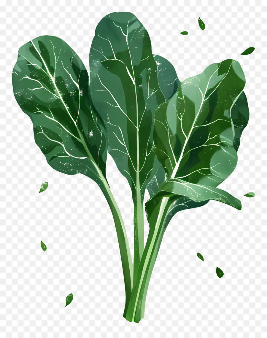 Шпинат，зеленый листовой овощ PNG