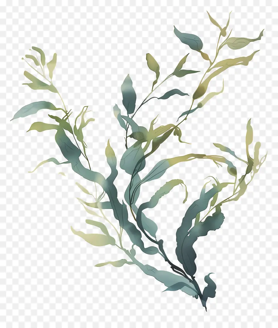 Seaweed，растения PNG