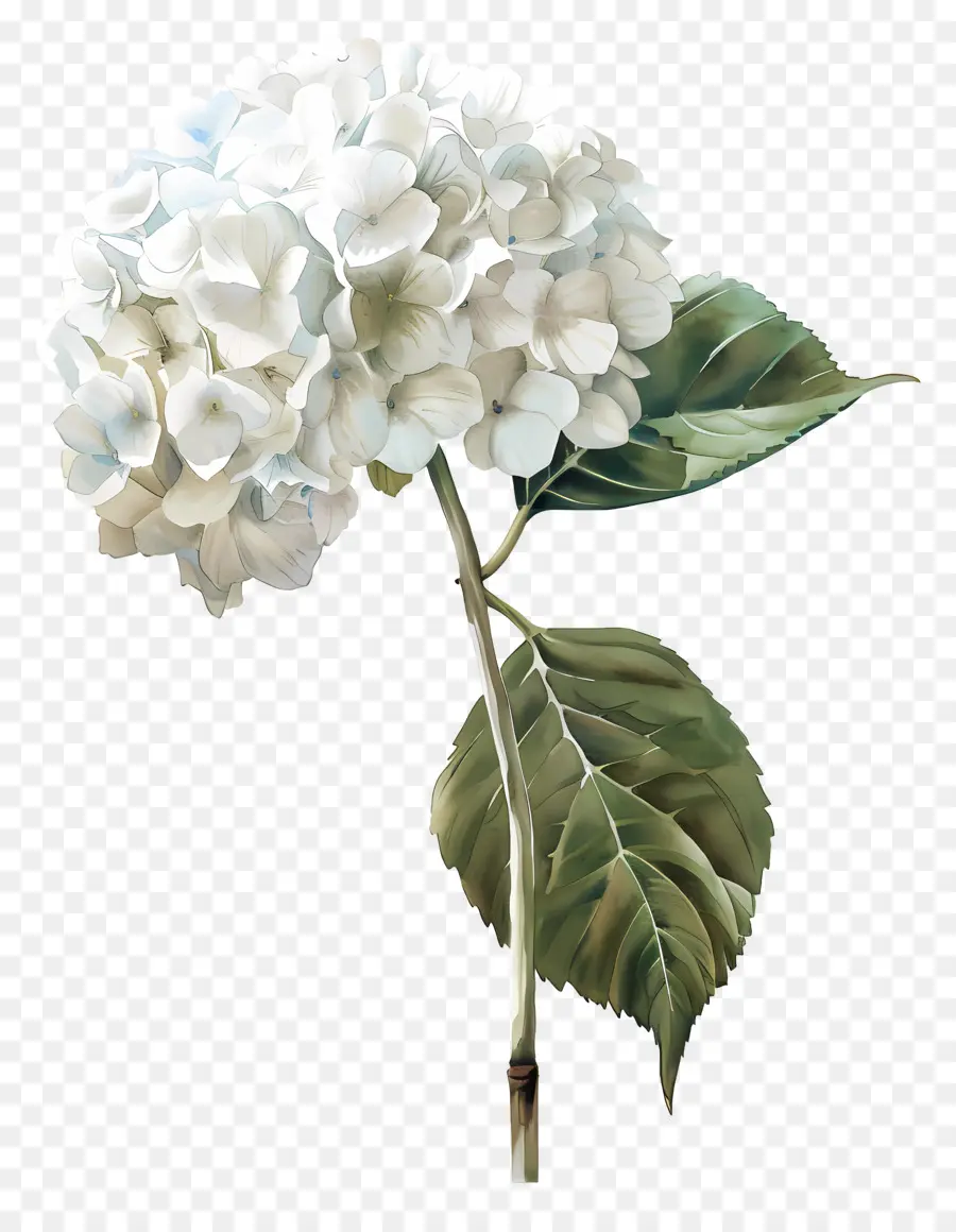 белый Гортензия，цветок гибискуса PNG