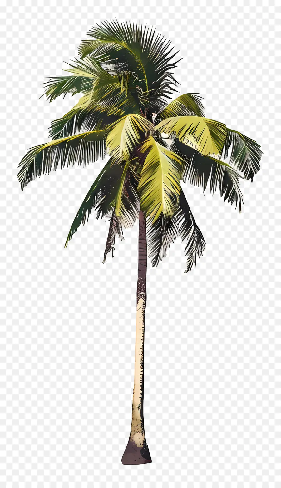кокосовое дерево，Кокосовая пальма PNG