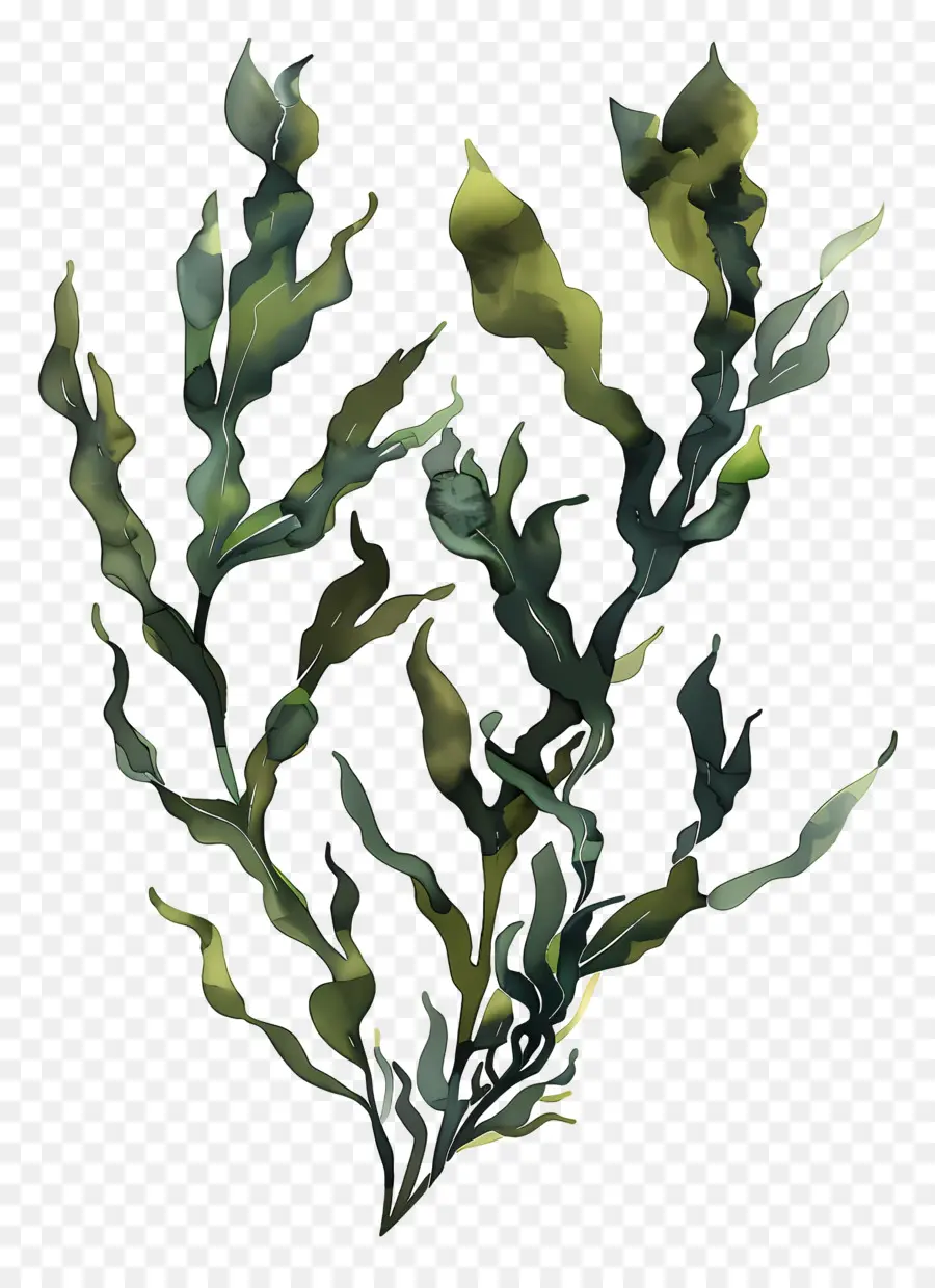 водоросли водорослей，зеленое растение PNG