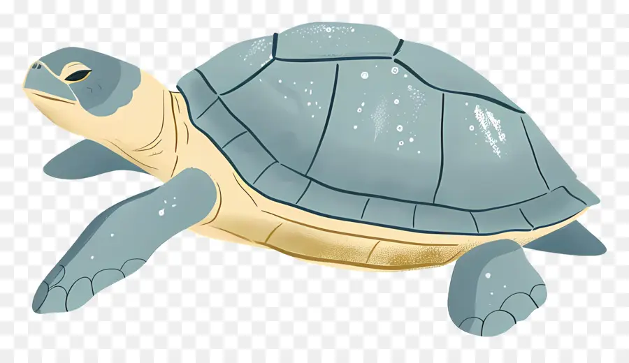 мультфильм черепаха，черепаха PNG