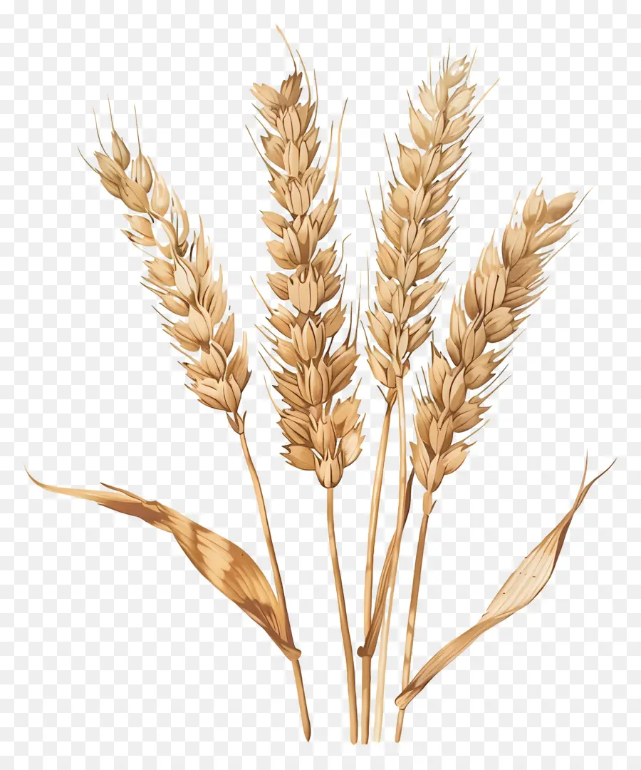 Пшеницы，акварельная живопись PNG