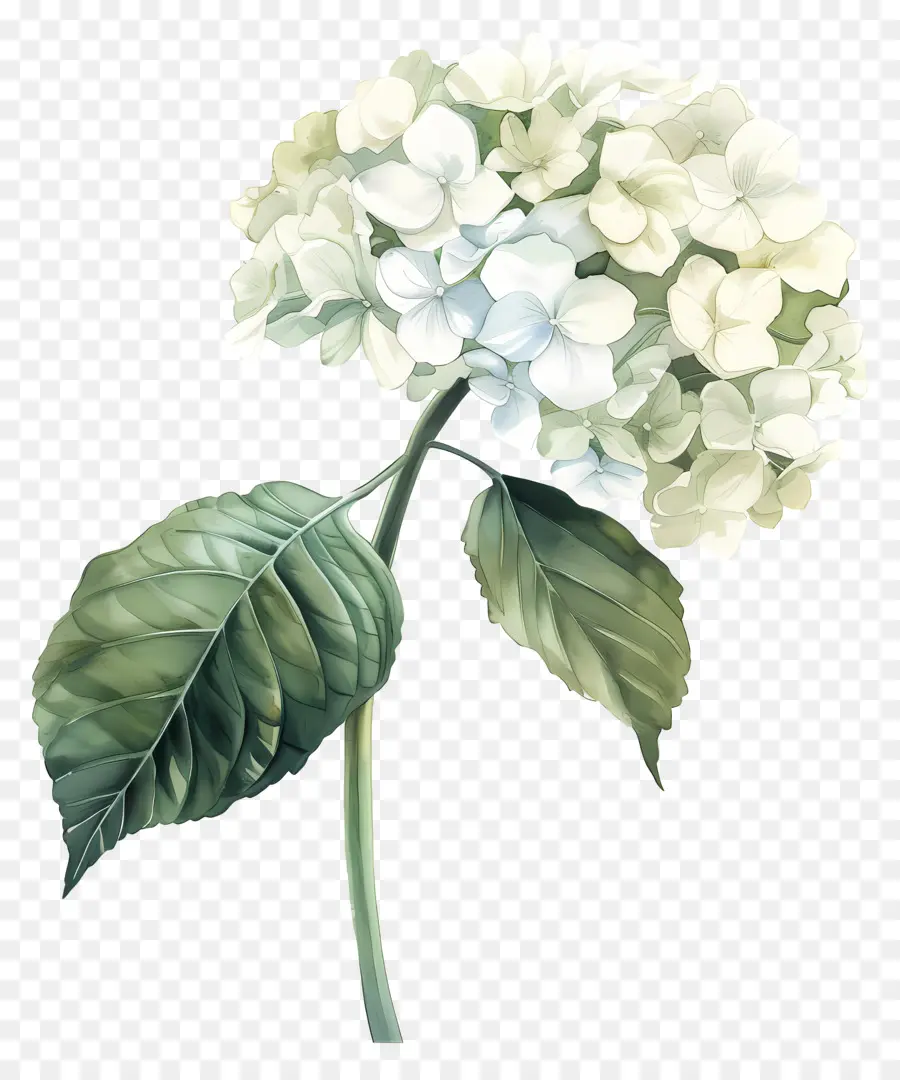 белый Гортензия，Гидрант цветок PNG