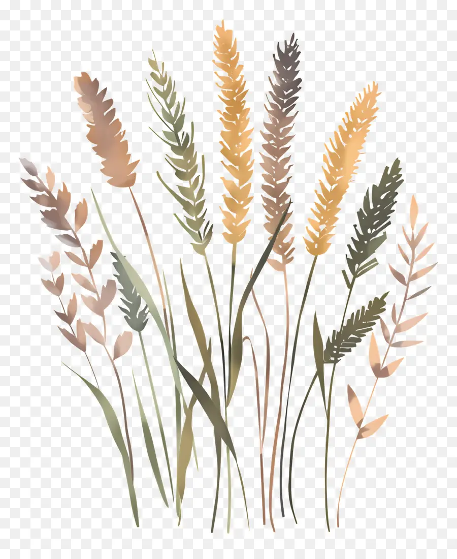 Пшеницы，высокая трава PNG