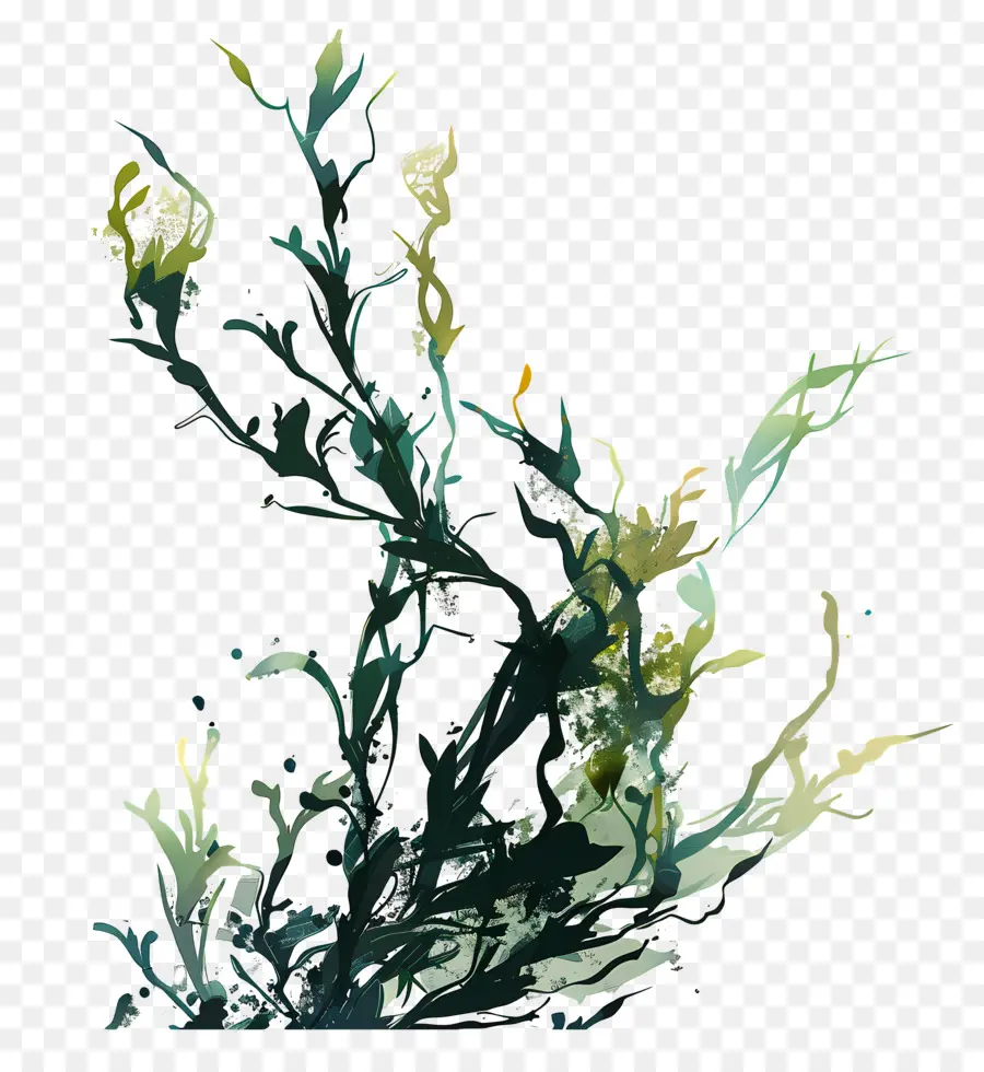 водоросли водорослей，Комнатное растение PNG
