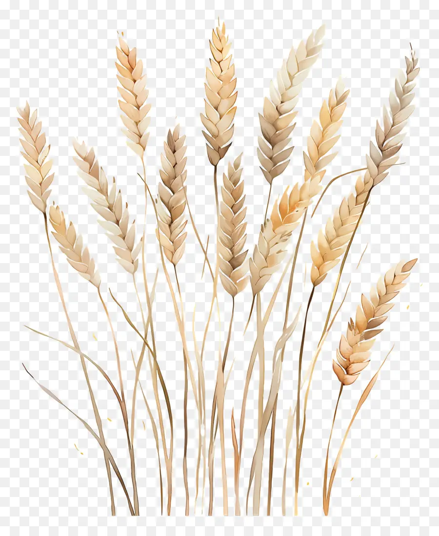 Пшеницы，Crop PNG
