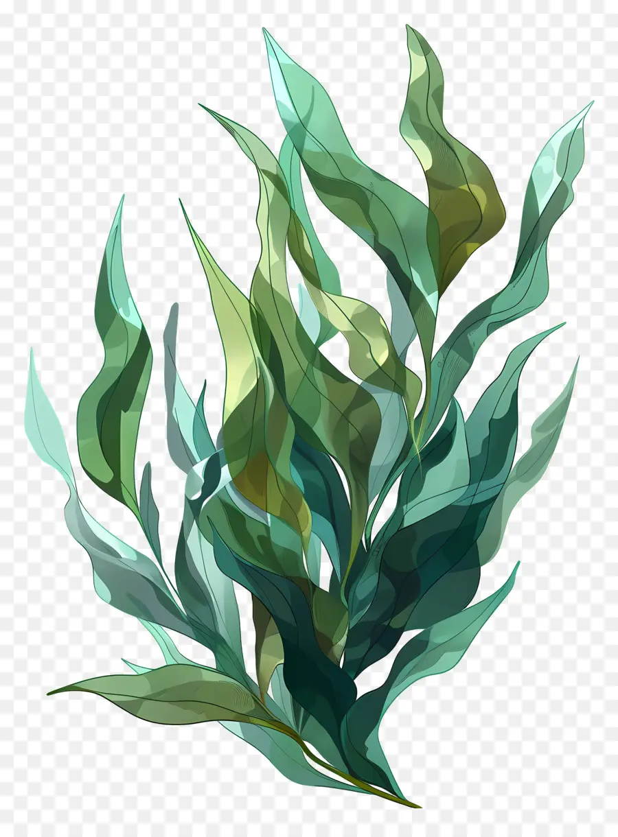 водоросли водорослей，зеленое растение PNG