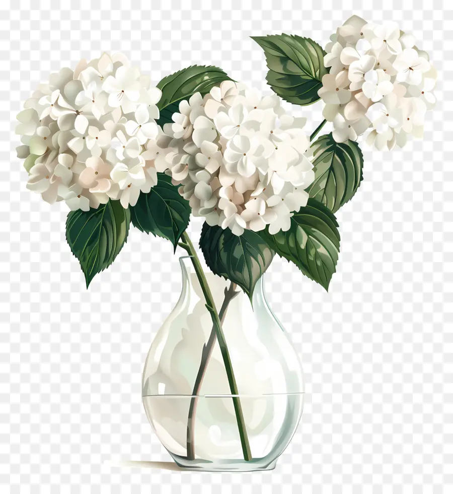 белый Гортензия，ясная стеклянная ваза PNG