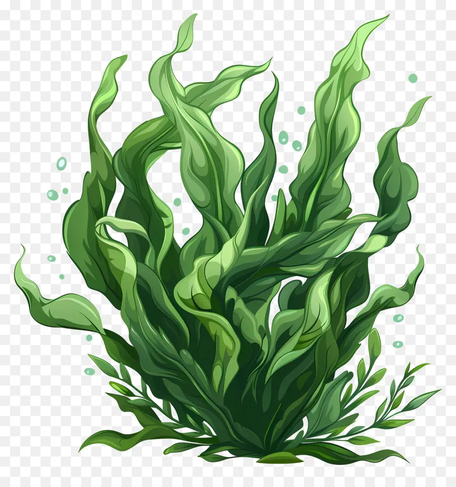 подводные морские водоросли，водное растение PNG