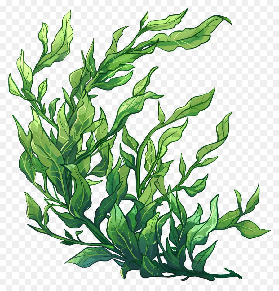 Seaweed，Листовое зеленое растение PNG