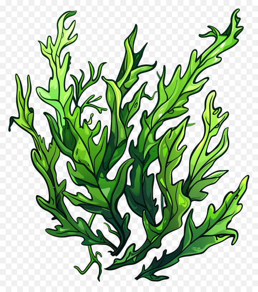 подводные морские водоросли，зеленое растение PNG