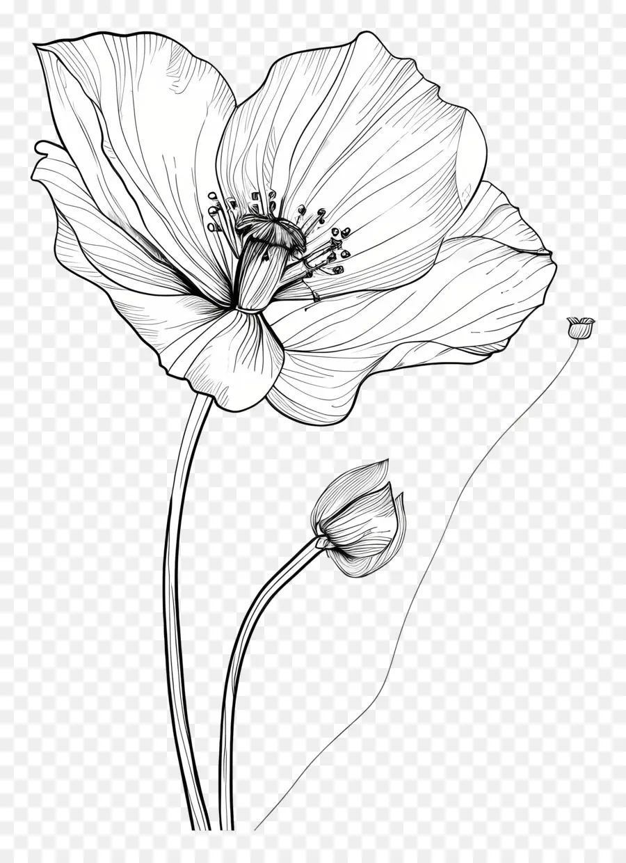 цветок，Графики PNG