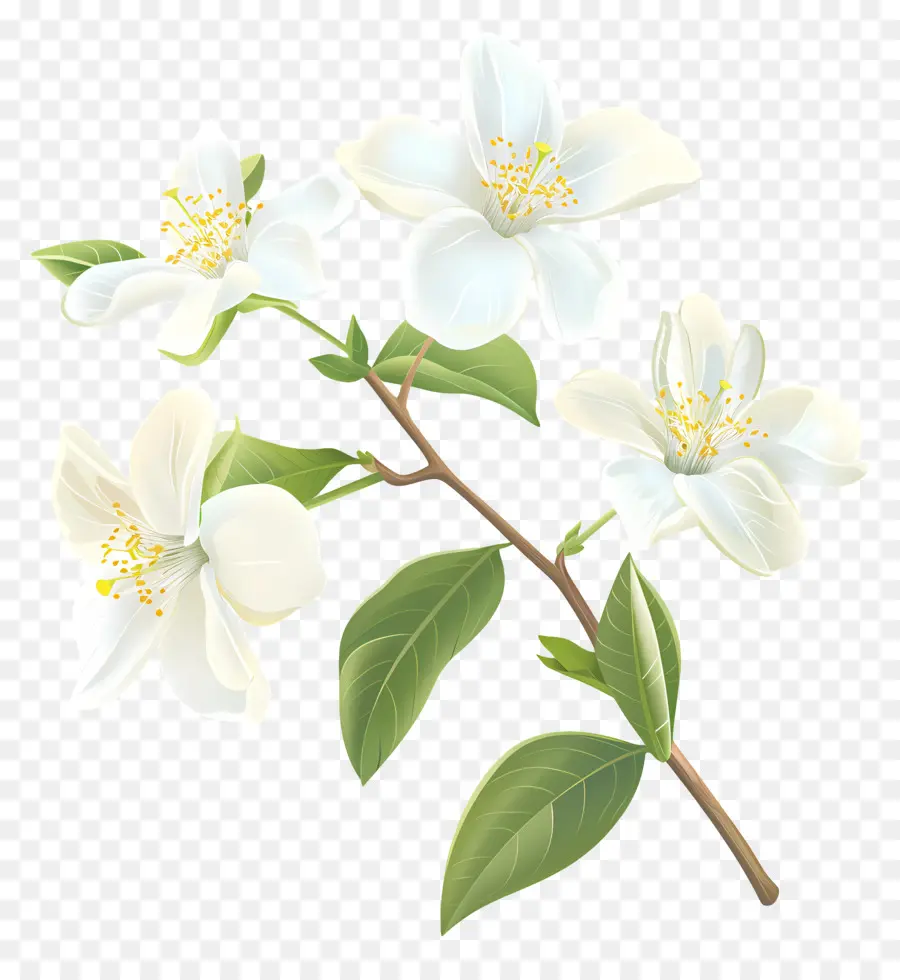 Белые жасминовые цветы，Белый Жасмин Цветок PNG
