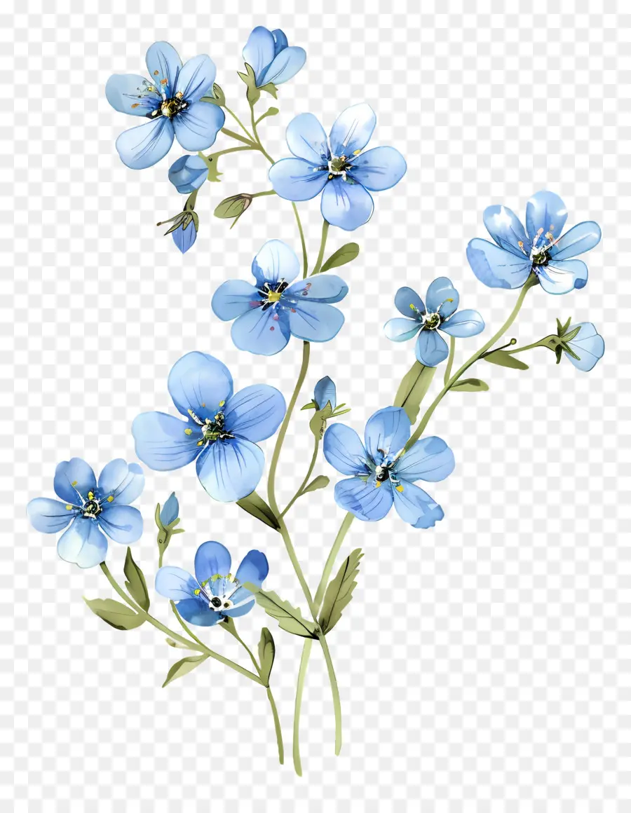 синие цветы，Забудь меня не цветы PNG