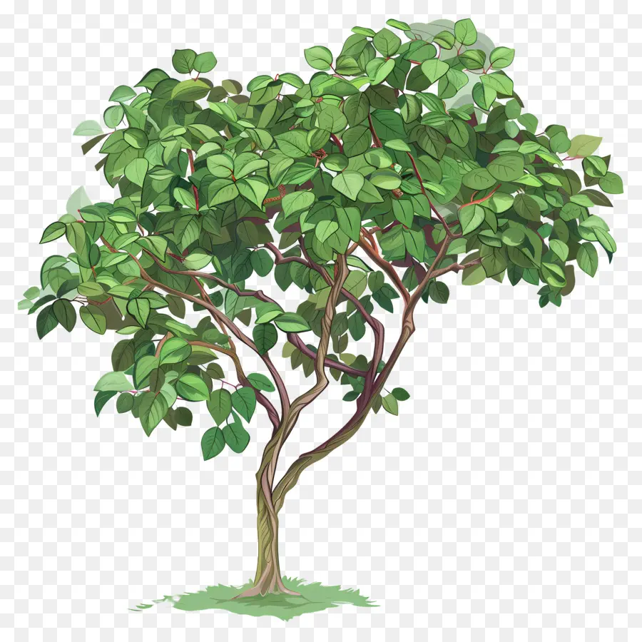 Дерево Peepal，зеленое дерево PNG