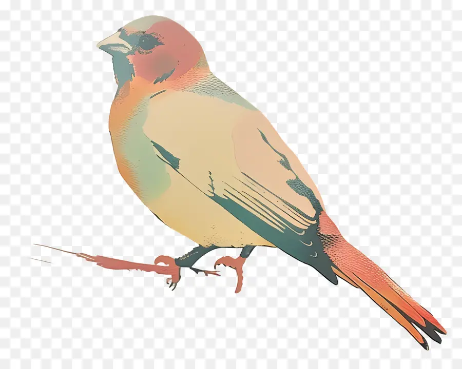 Птица，Оранжевая Птица PNG