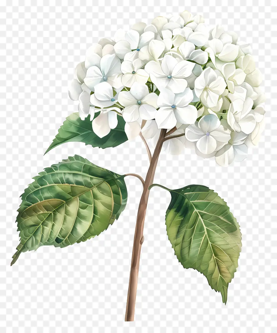 белый Гортензия，Белый цветок гидранта PNG