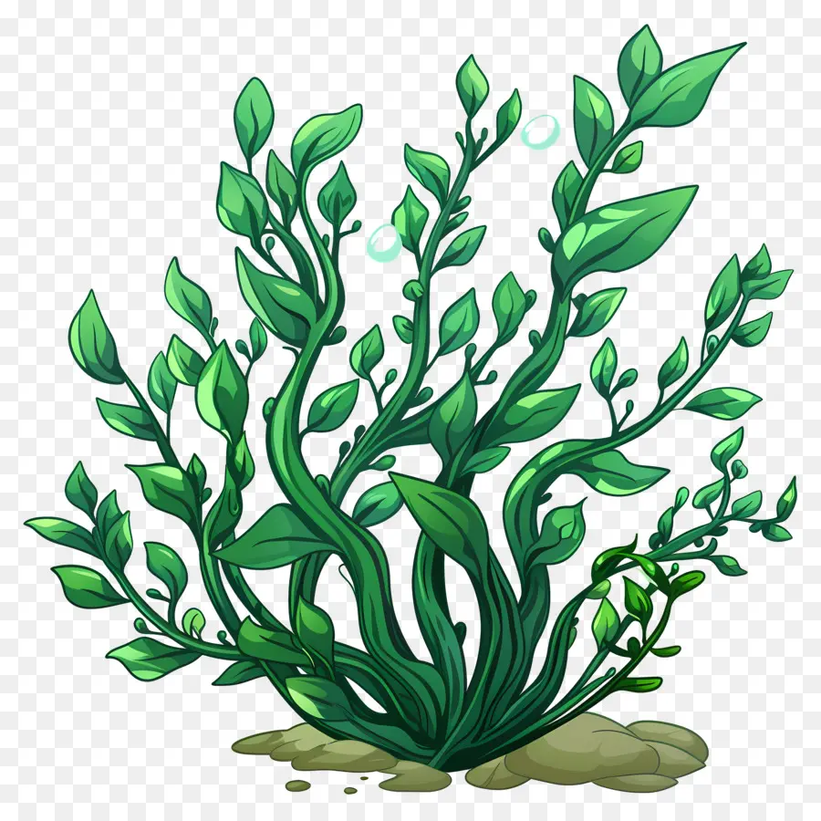 Подводные морские водоросли，растения PNG