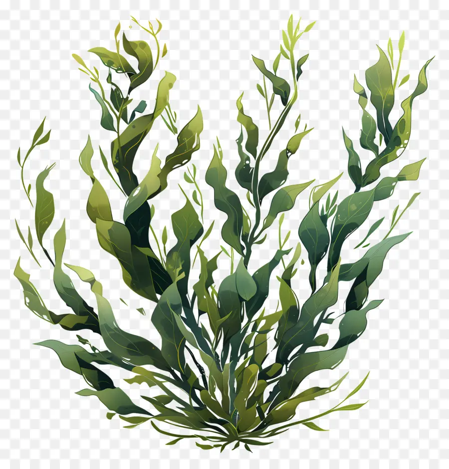 Seaweed，зеленое растение PNG