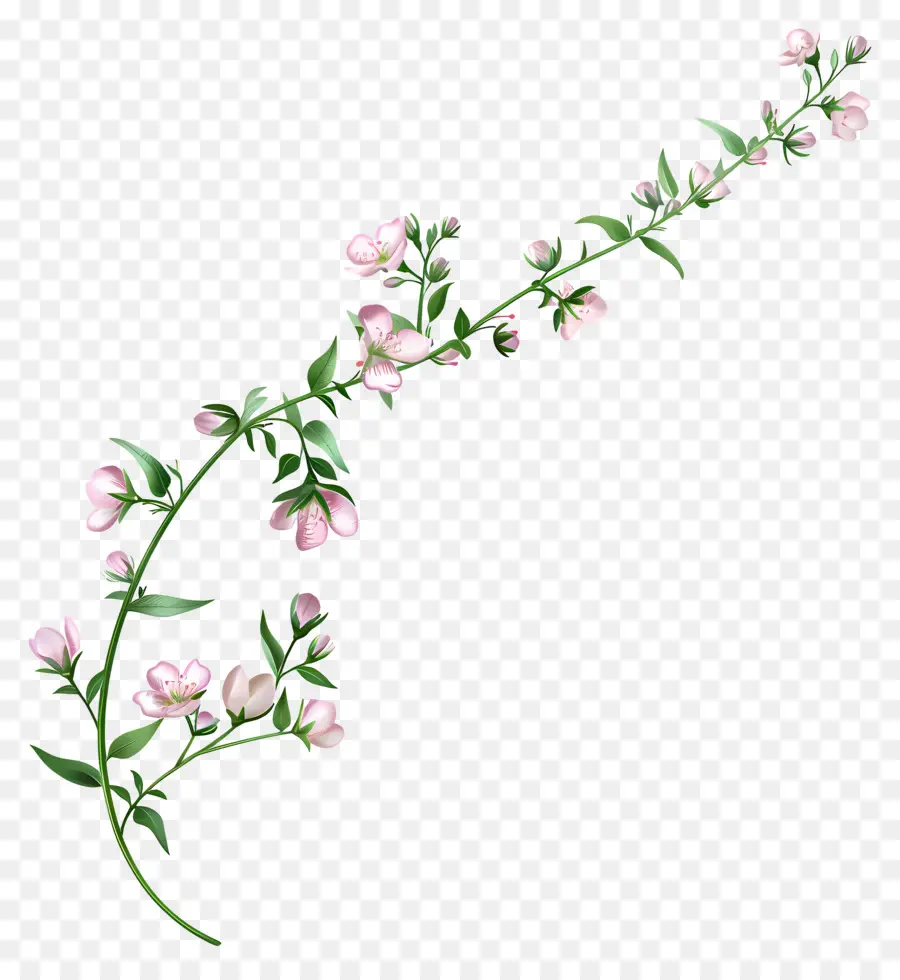 Розовые цветы，Филиал PNG
