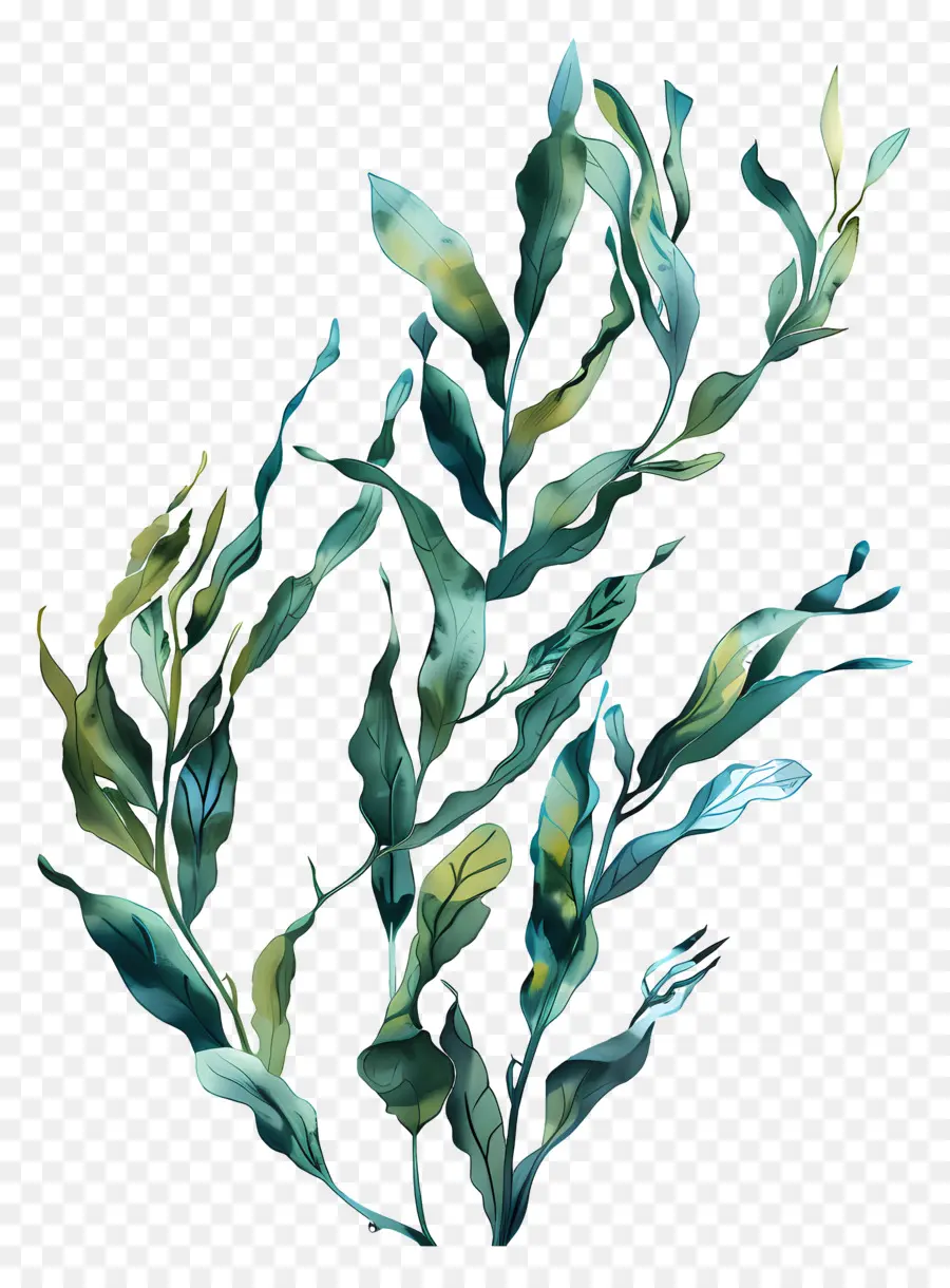 водоросли морских водорослей，зеленое растение PNG
