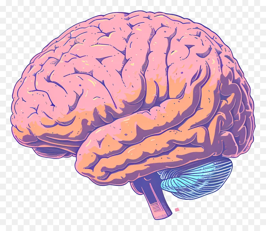мозг，левое полушарие PNG