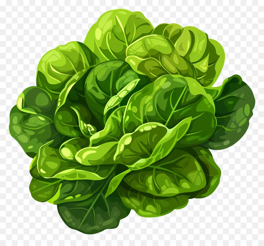 Овощ，зеленый лист салата PNG