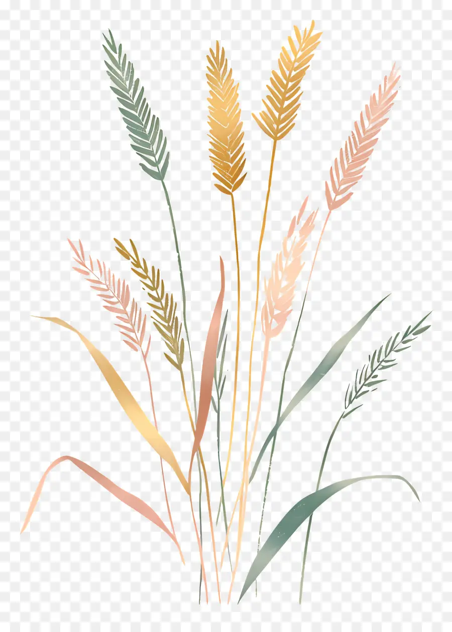 Пшеницы，высокие растения PNG