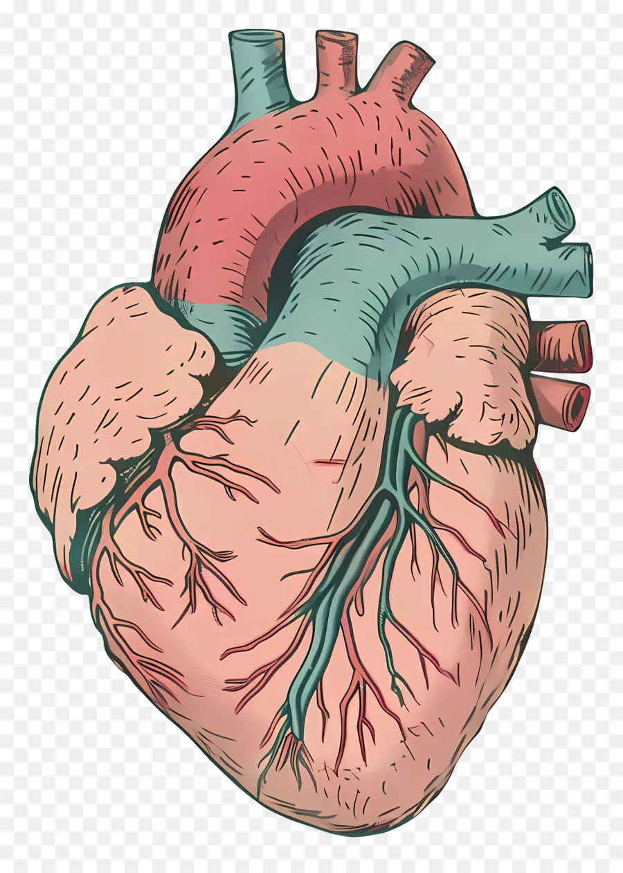 Человеческое сердце，сердечно сосудистой системы PNG