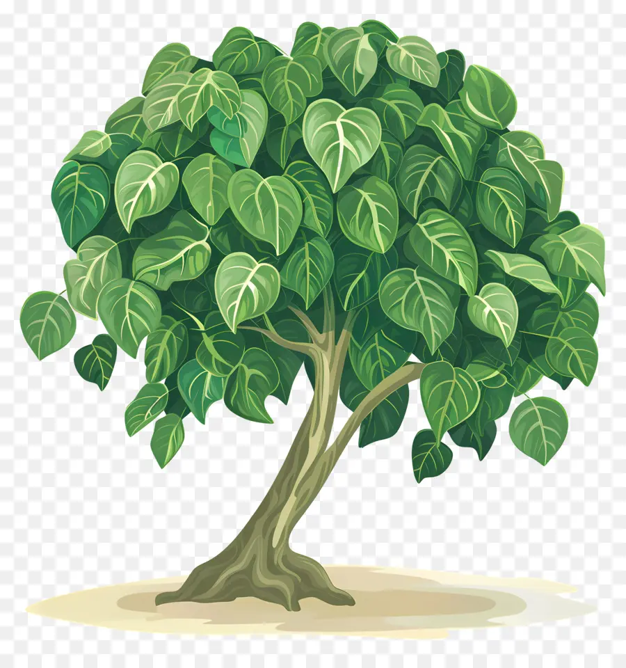 Дерево Peepal，Дерево PNG