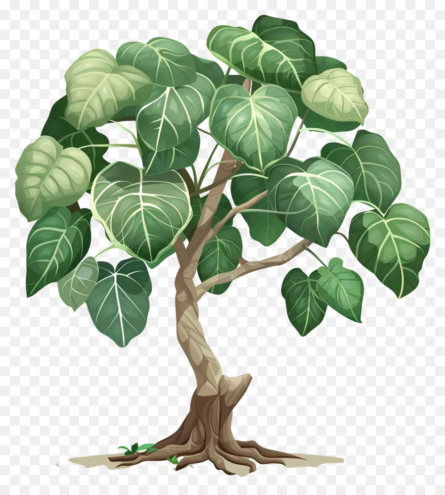 Дерево Peepal，Дерево PNG