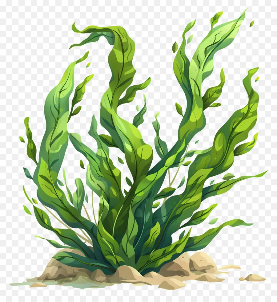подводные морские водоросли，Водоросоль PNG