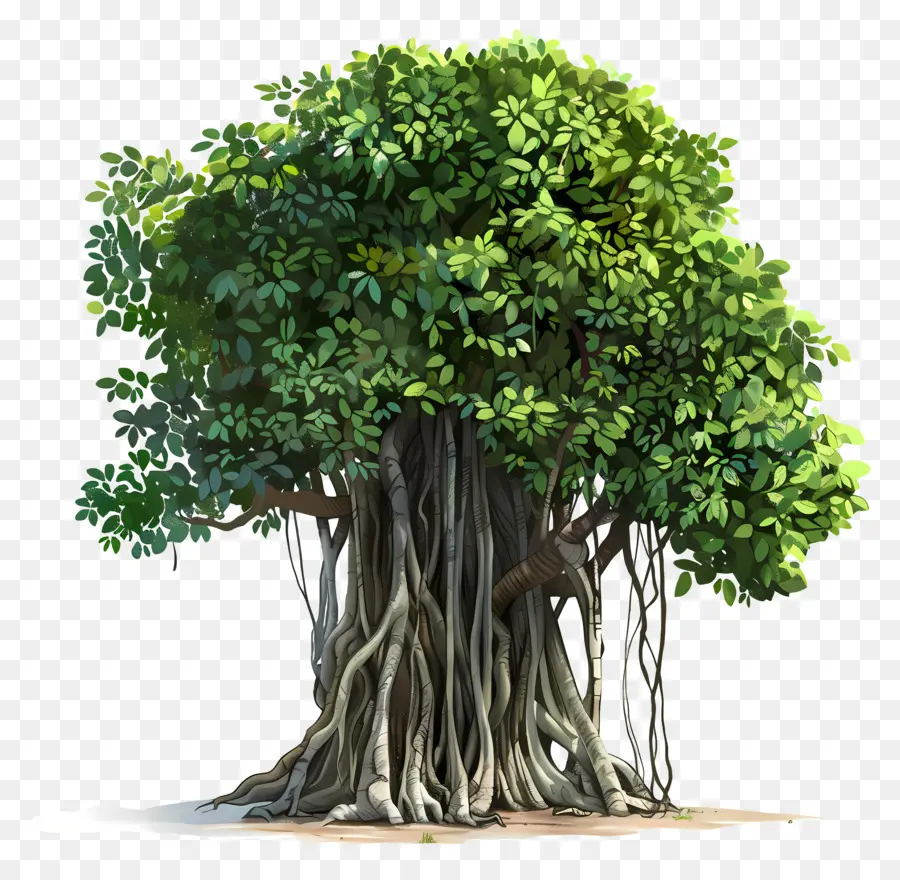 баньян，Старое дерево PNG