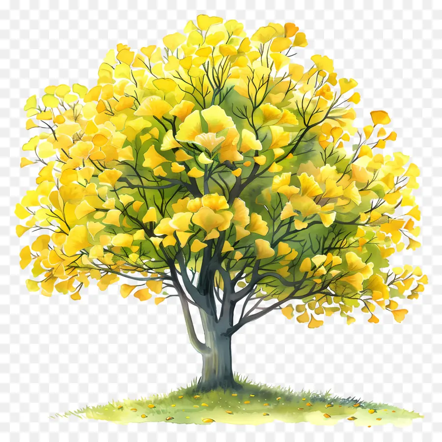 дерево гинкго，осенняя листва PNG