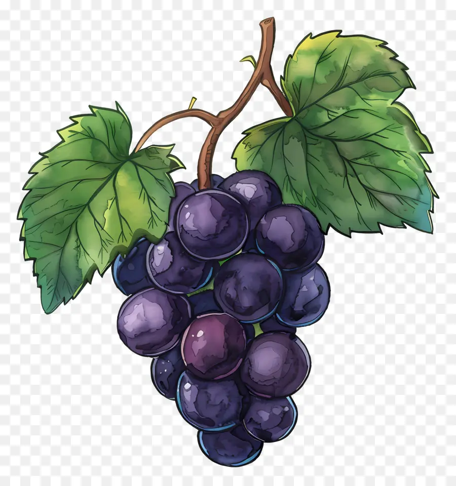 Grapes，Филиал PNG