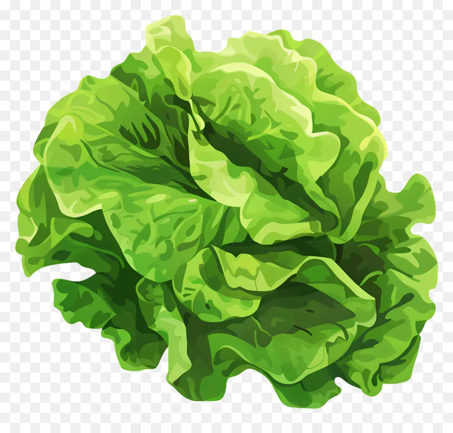 Овощ，Lettuce PNG