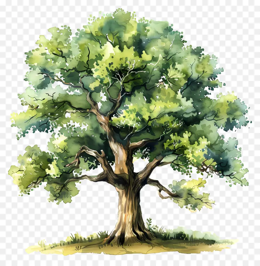 Oak Tree，Созреть PNG