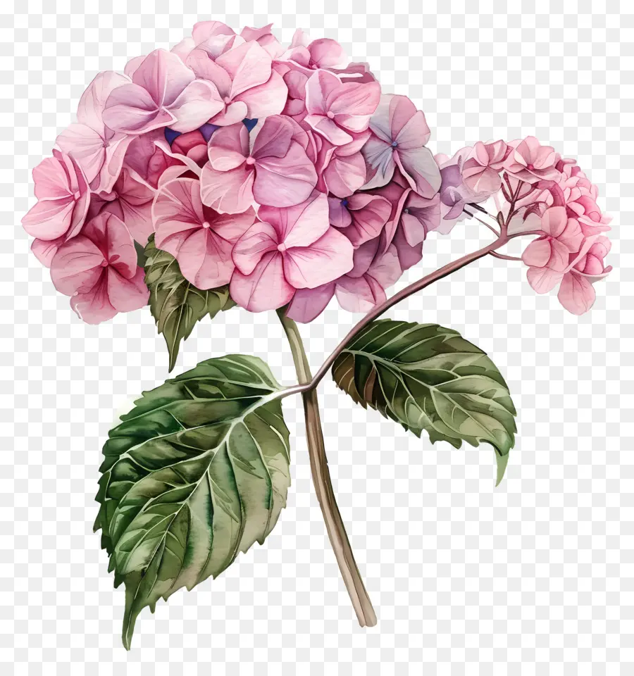 розовый Гортензия，цветок PNG