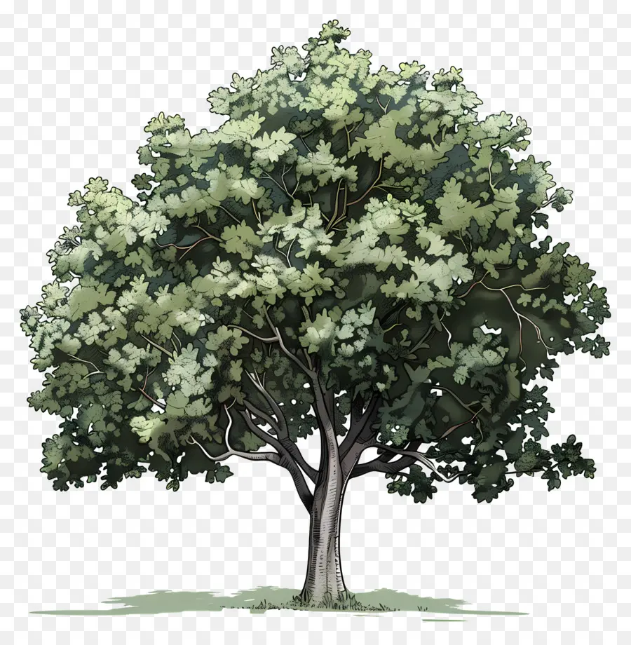 Дерево Peepal，зеленое дерево PNG