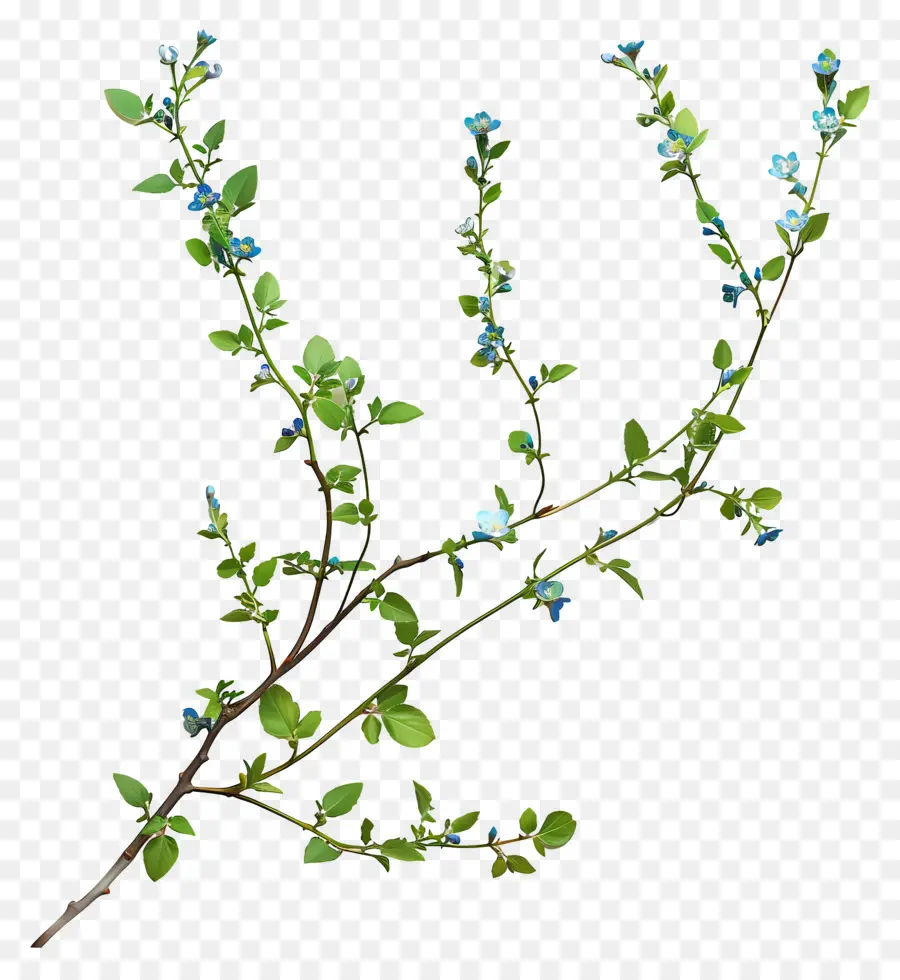 синие цветы，нежные лепестки PNG