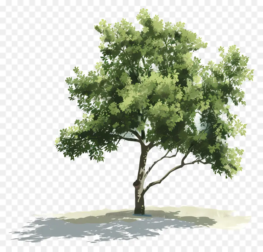 тень дерева，зеленое дерево PNG