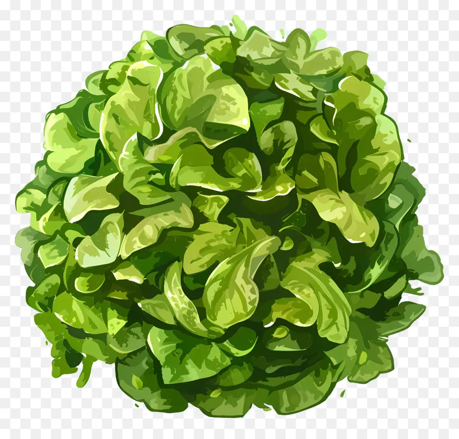 Овощ，зеленый салат PNG