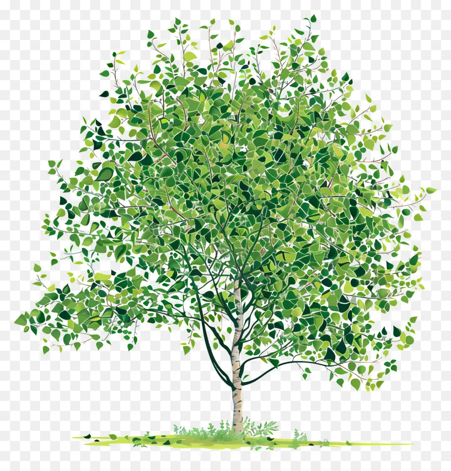 Дерево Peepal，деревянное дерево PNG