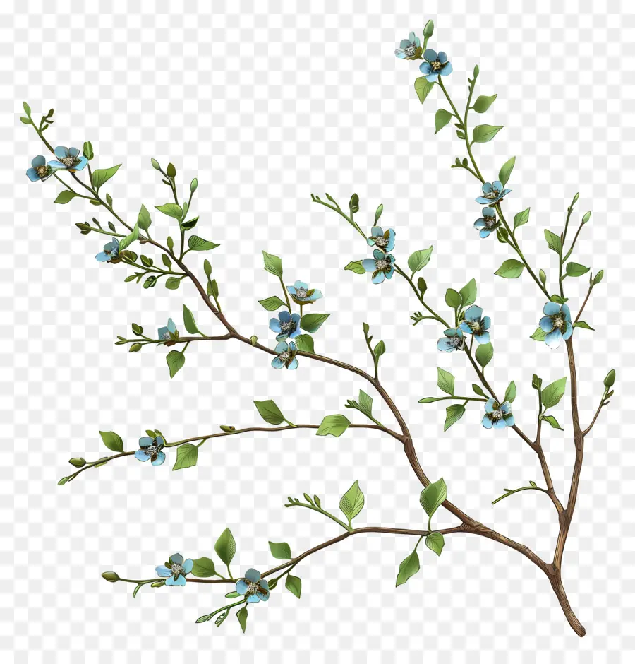 синие цветы，Филиал PNG